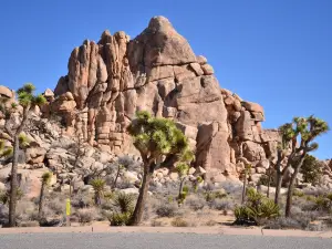 Parque Nacional de Árboles de Josué