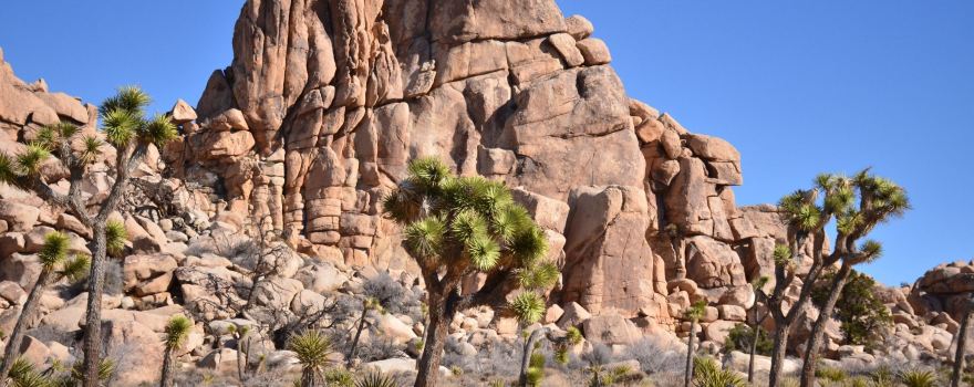 Joshua Tree National Park