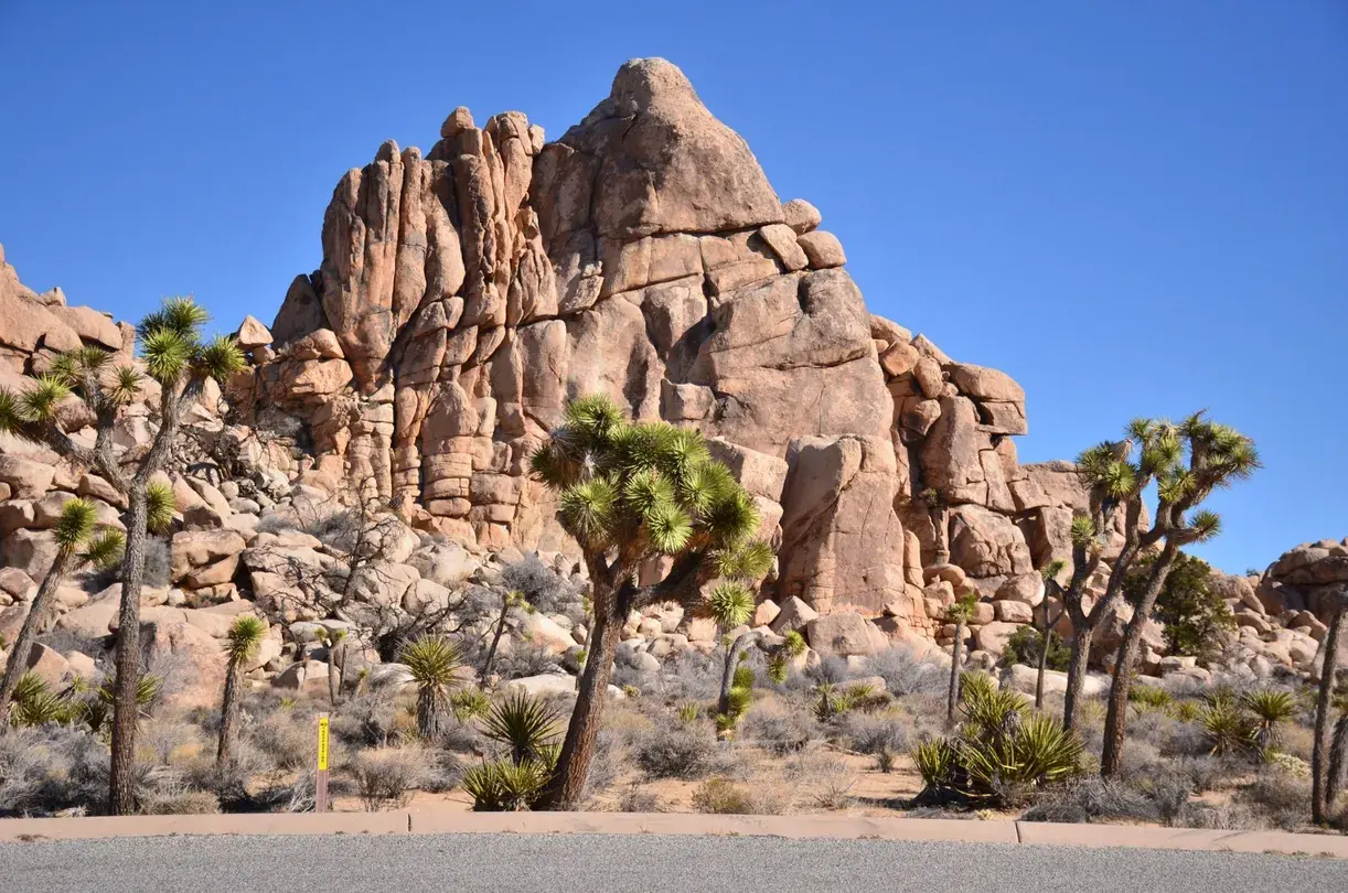1_Joshua Tree National Park