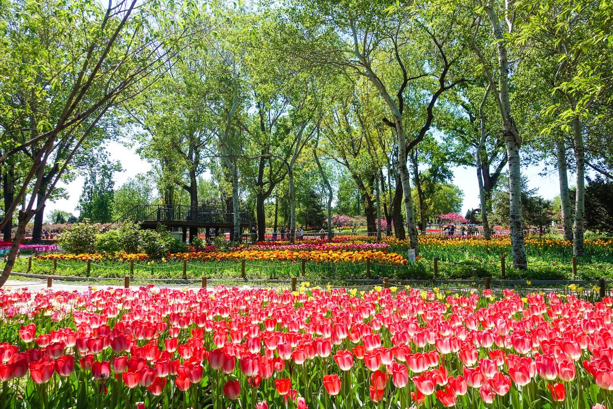北京植物園で季節の景観を楽しもう
