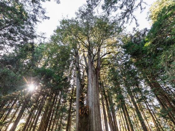 Alishan National Scenic Area