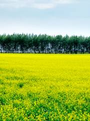 Changyinsha Flower Field