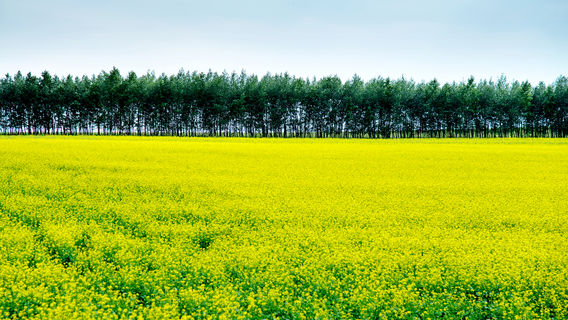 Changyinsha Flower Field