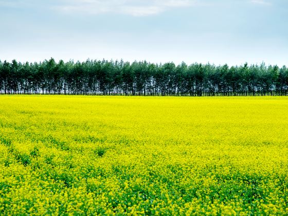 Changyinsha Flower Field