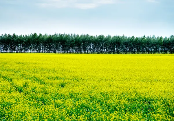 Отзывы об отеле Hampton by Hilton Yancheng Sheyang