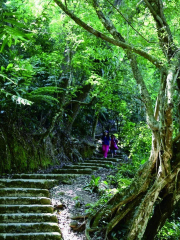 景區雨林棧道