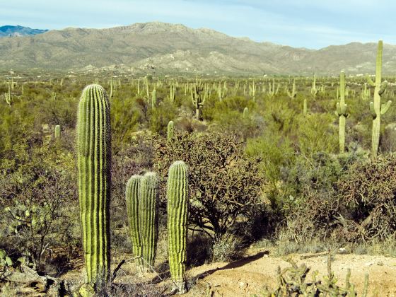 Arizona-Sonora Desert Museum