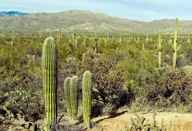 Các khách sạn ở Tucson