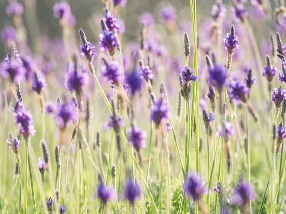 Princess Jieyou's Lavender Garden