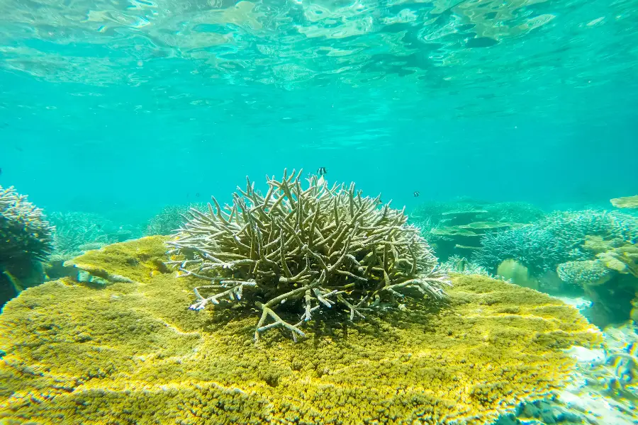 Singamata Reef Resort