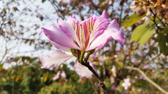免费🆓的公园有樱花（山上有个樱花谷）、荷花、有湖、有山、有