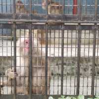FREE Entrance @ Shanghai Zoo this Summer