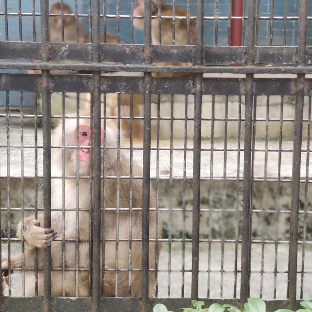 FREE Entrance @ Shanghai Zoo this Summer