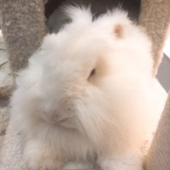 張貓貓咖啡（大華店）張用戶圖片