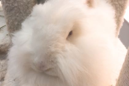 張貓貓咖啡（大華店）