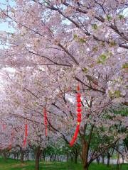 Hangzhou Cherry Blossom Garden