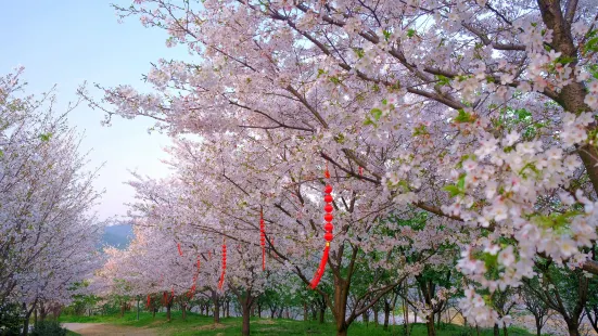 杭州櫻花園