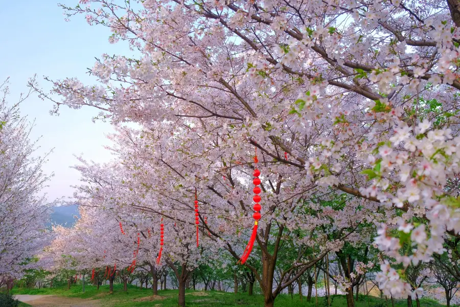 Hangzhou Cherry Blossom Garden