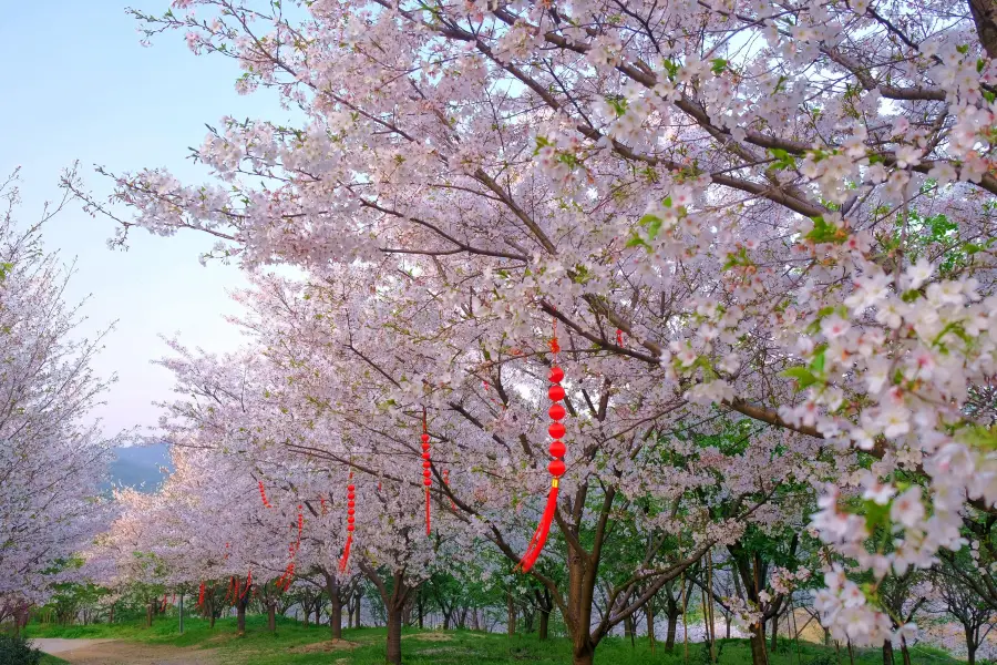 杭州櫻花園