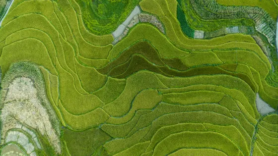 鳳堰古梯田