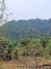 สวนท่องเที่ยวป่าพีชในจังหวัดจูดง