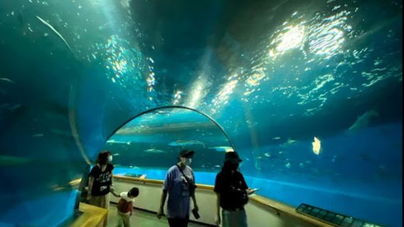 OCEANS/株式会社新原海底観光センター