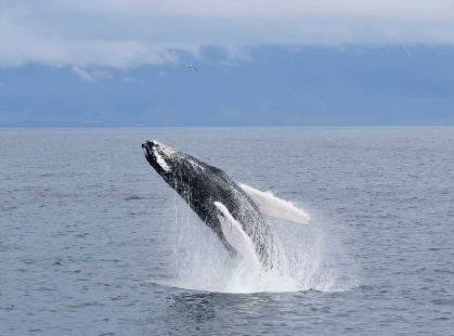 Eaglefjord Whale Watching