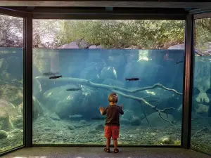 Underwater Fish Viewing Chamber