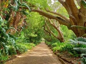 Botanischer Garten Kirstenbosch