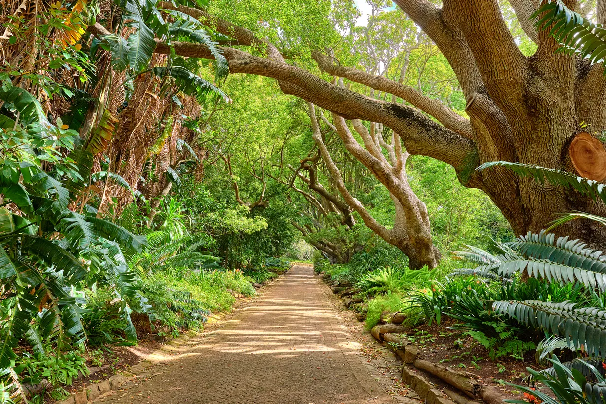 2_Kirstenbosch National Botanical Garden