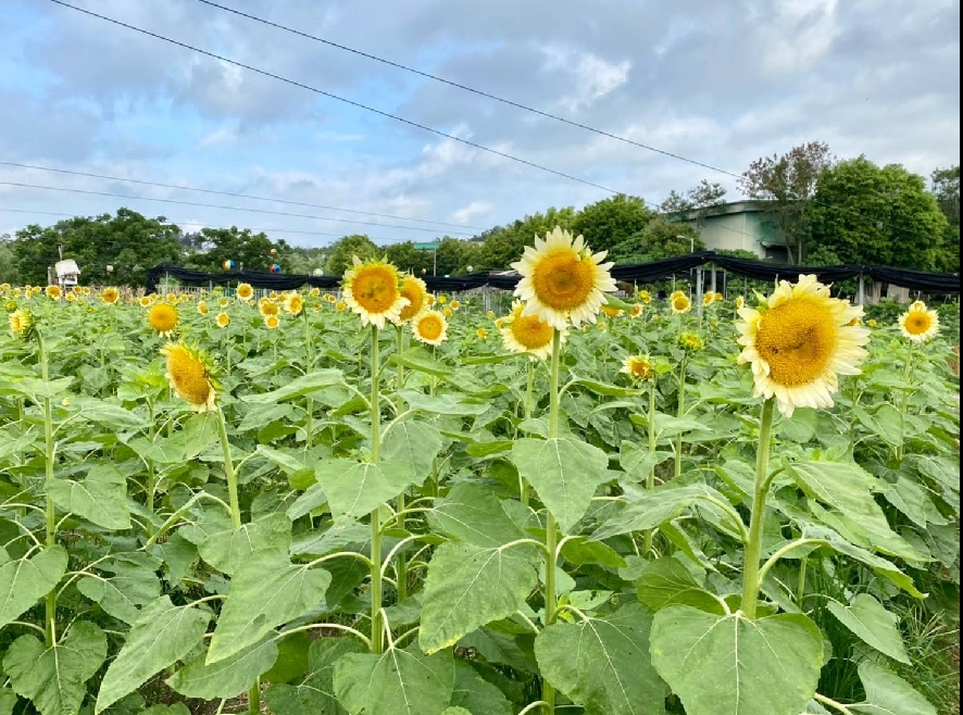 信芯園農莊 Shun Sum Yuen Farm