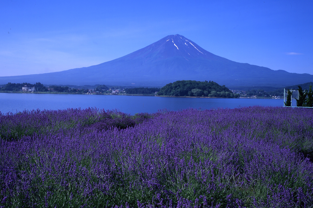 河口湖香草節 | 富士河口湖町
