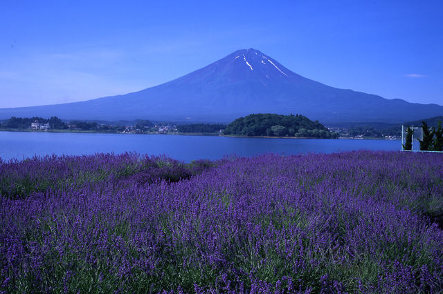 河口湖香草節 | 富士河口湖町