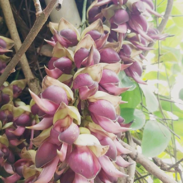 鳥語花香之地：佐敦谷公園