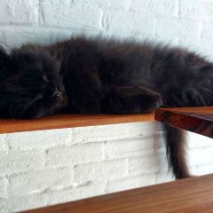 Cat 'n' A Cup Cat Cafe張用戶圖片
