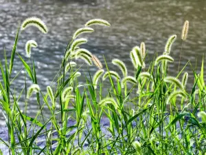 West Dongting Lake Wetland Ecotourism Scenic Area