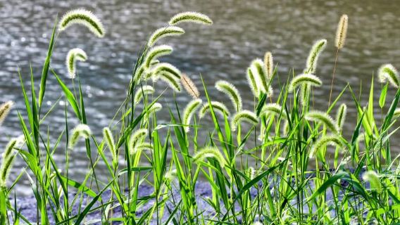 West Dongting Lake Wetland Ecotourism Scenic Area