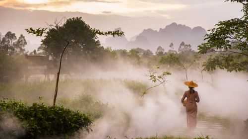 T3.Organic Tea Plantation