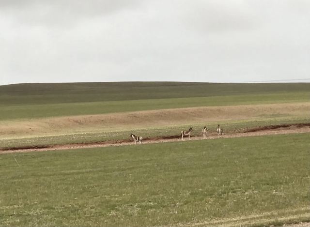 Qiangtang Prairie