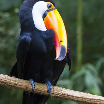 Разрешено размещения с домашними животными Отели в г. Фос-ду-Игуасу