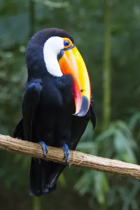 ホテル ダス カタラタス ベルモンド ホテル，イグアス フォールズ