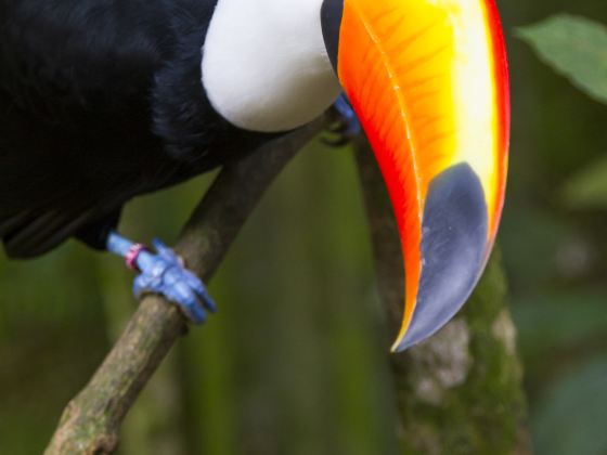 伊瓜蘇鳥園