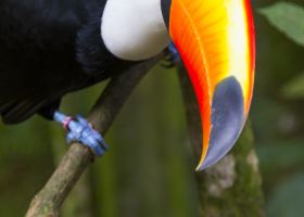 Vé máy bay Croatia Airlines đi Foz do Iguacu