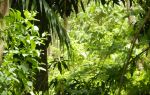 Labuk Bay Proboscis Monkey Sanctuary - Entrance