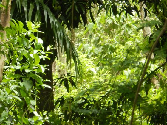 Labuk Bay Proboscis Monkey Sanctuary - Entrance