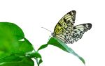 Jumalon Butterfly Sanctuary And Art Gallery