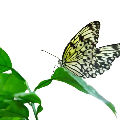 Горячие источники Отели в г. Себу