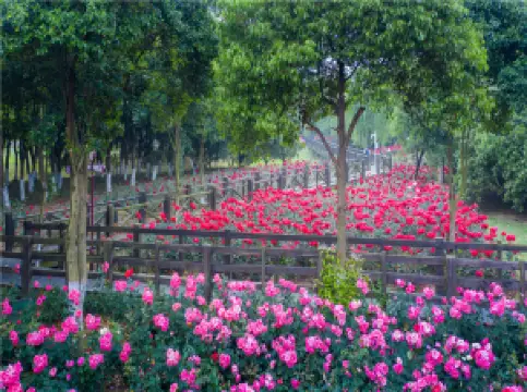 Shengze Lake Rose Garden