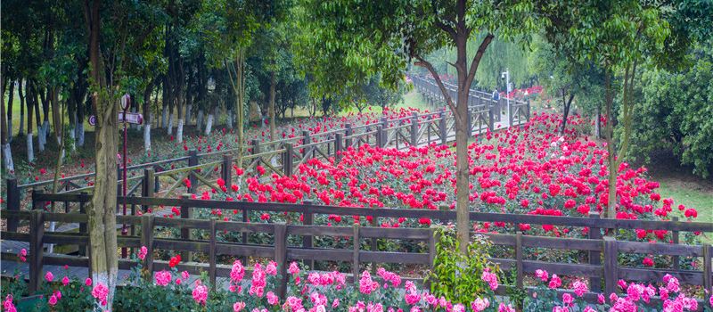 Shengze Lake Rose Garden