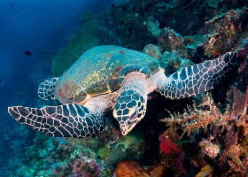 Voli diretti per Manado